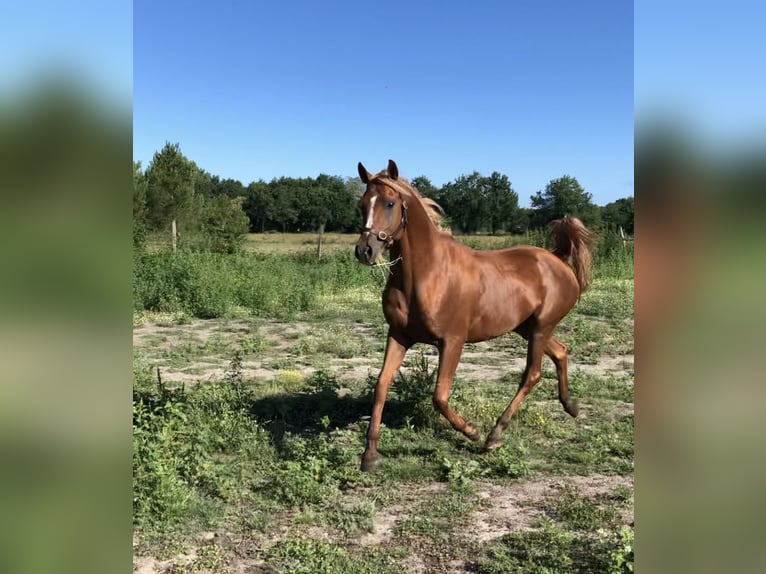 Arabian horses Gelding 10 years 15,1 hh Chestnut-Red in Lörrach