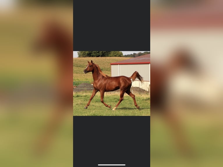 Arabian horses Gelding 10 years 15,1 hh Chestnut-Red in Lörrach