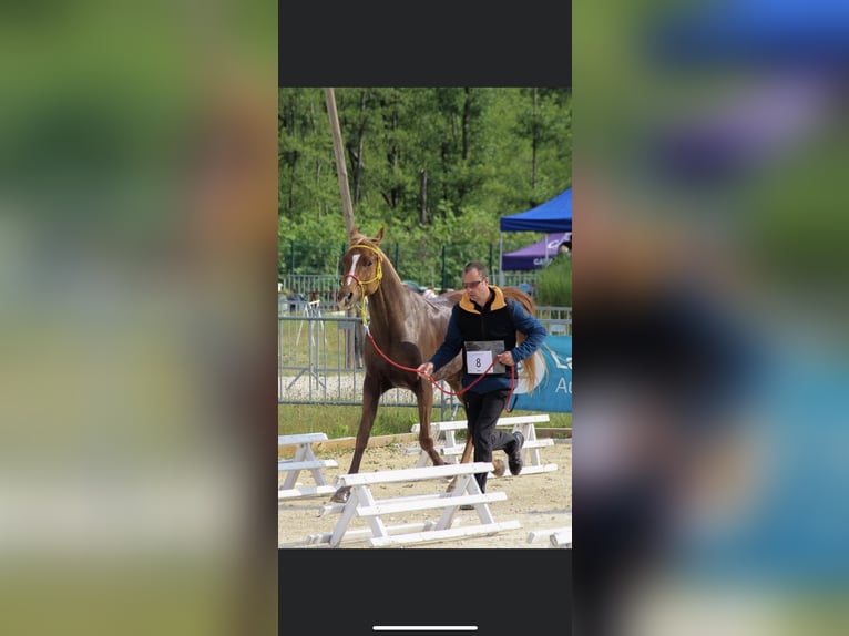 Arabian horses Gelding 10 years 15,1 hh Chestnut-Red in Lörrach