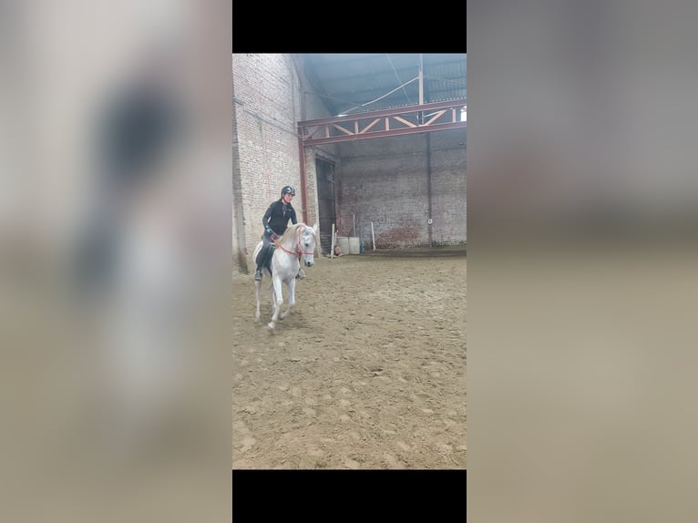 Arabian horses Gelding 10 years 15,1 hh Gray-Fleabitten in Zulte