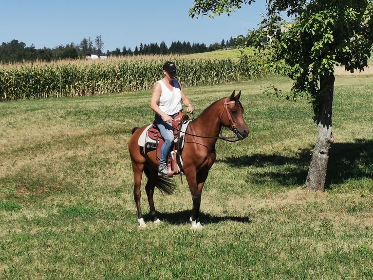 Arabian horses Gelding 10 years 15,2 hh Brown in Karlsbach