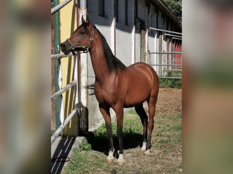 Arabian horses Gelding 10 years 15,2 hh Brown in Karlsbach