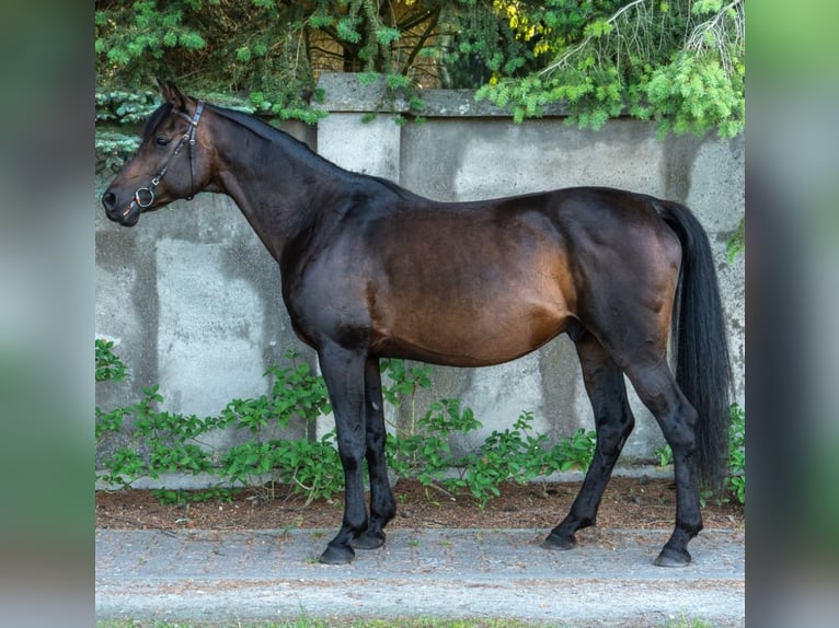 Arabian horses Gelding 10 years 15.2 hh Brown in Wawrów
