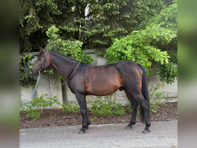 Arabian horses Gelding 10 years 15.2 hh Brown in Wawrów