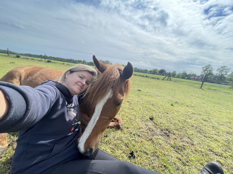Arabian horses Gelding 10 years 15.3 hh Chestnut-Red in Essen
