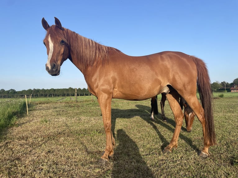 Arabian horses Gelding 10 years 15.3 hh Chestnut-Red in Essen