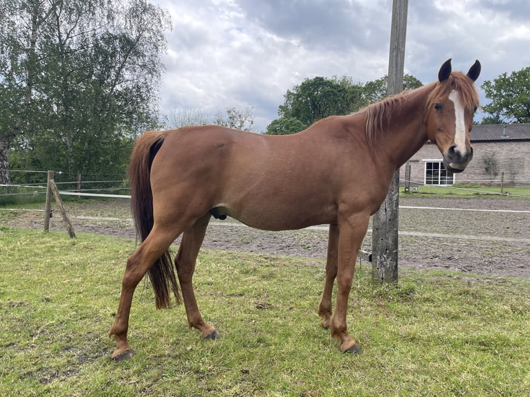 Arabian horses Gelding 10 years 15.3 hh Chestnut-Red in Essen