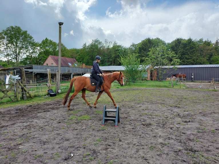 Arabian horses Gelding 10 years 15.3 hh Chestnut-Red in Essen