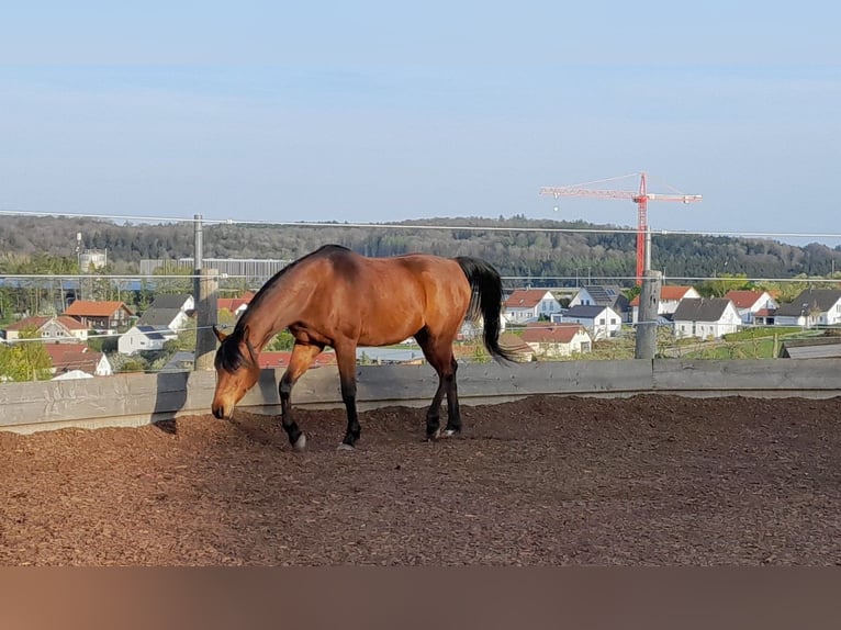 Arabian horses Gelding 10 years 15 hh Brown in Blaustein