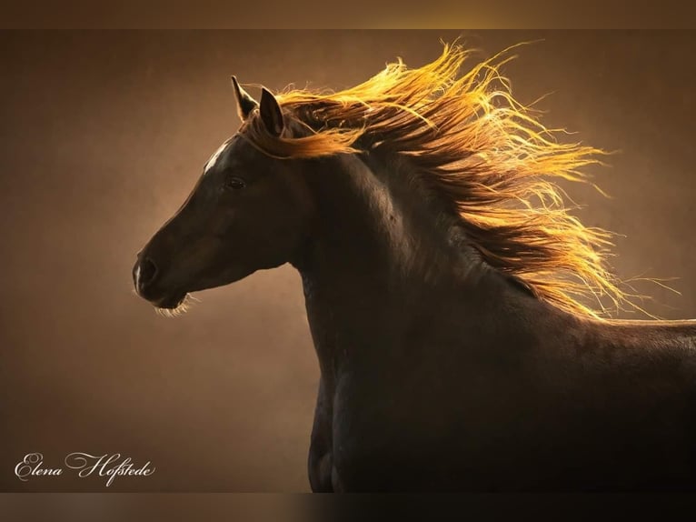 Arabian horses Gelding 10 years 15 hh Chestnut in Emkendorf