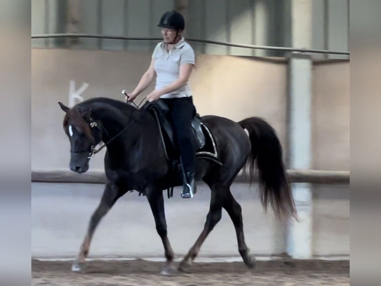 Arabian horses Gelding 10 years 15 hh Chestnut in Emkendorf
