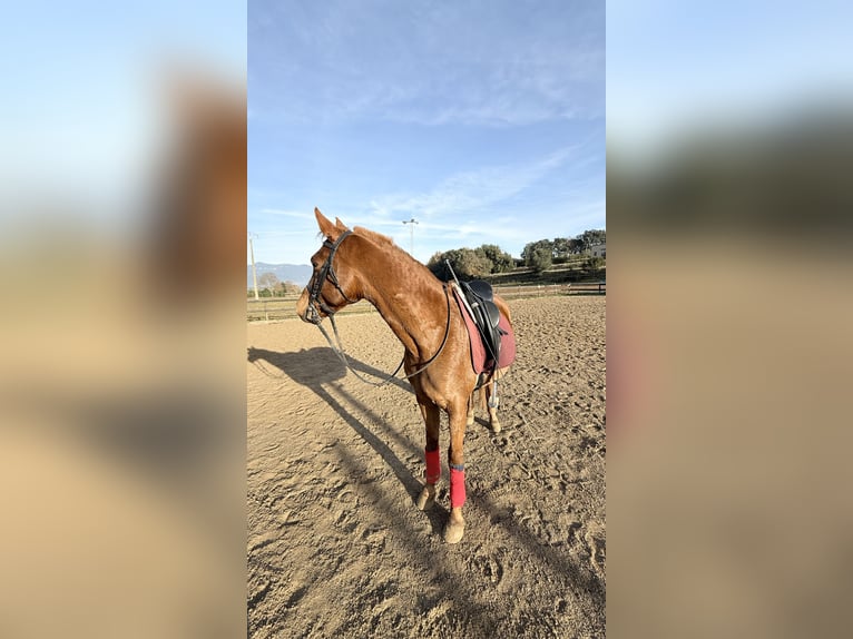 Arabian horses Gelding 10 years 15 hh Chestnut-Red in Pedrinya (Ajuntament Crespia)