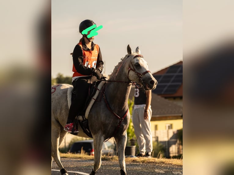 Arabian horses Gelding 10 years 15 hh Grey in Straubing