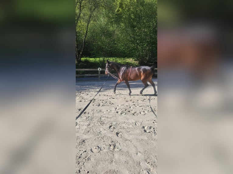 Arabian horses Gelding 10 years 15,2 hh Brown in Arnsberg