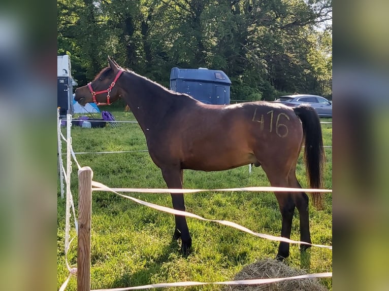 Arabian horses Gelding 10 years 15,2 hh Brown in Arnsberg