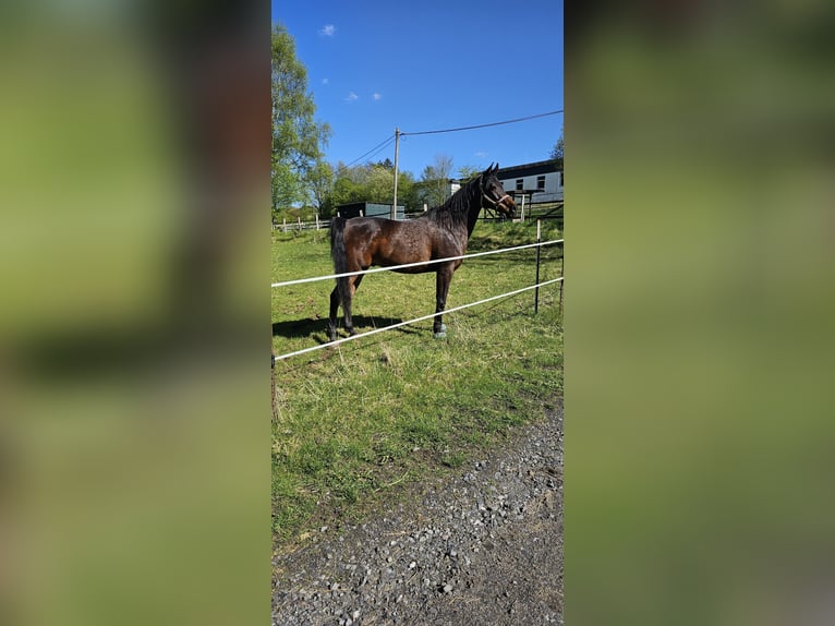 Arabian horses Gelding 10 years 15,2 hh Brown in Arnsberg