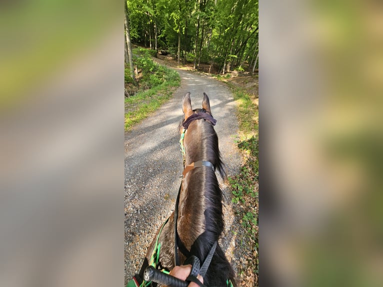 Arabian horses Gelding 10 years 15,2 hh Brown in Arnsberg