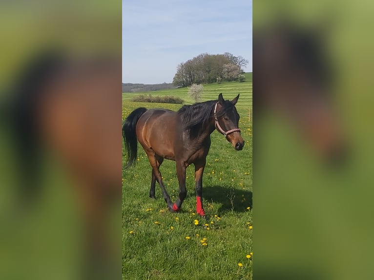 Arabian horses Gelding 10 years 15,2 hh Brown in Arnsberg