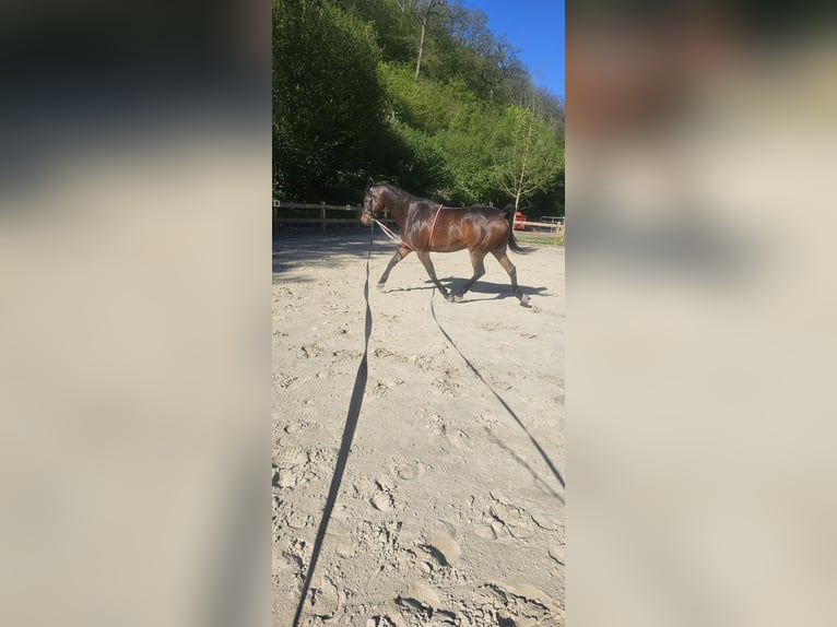 Arabian horses Gelding 10 years 15,2 hh Brown in Arnsberg