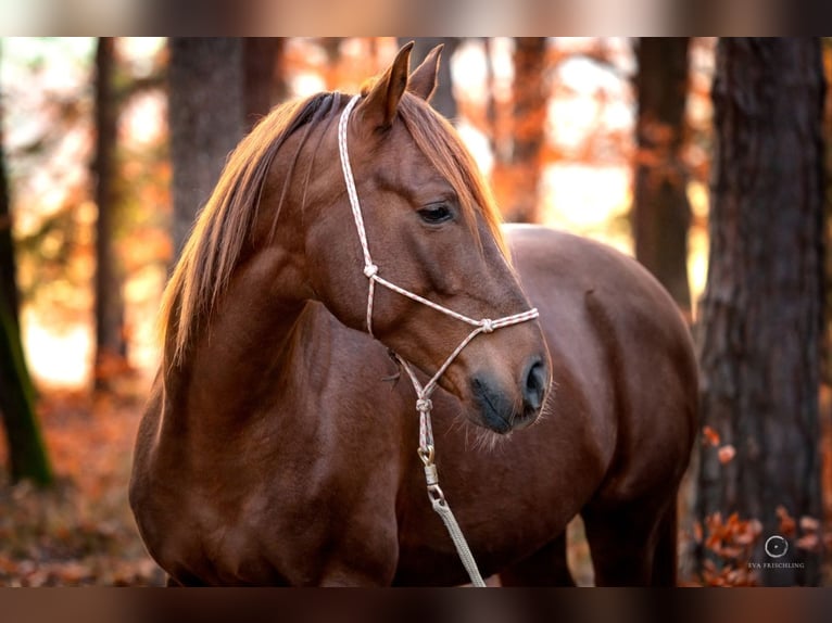 Arabian horses Gelding 10 years 15,2 hh Chestnut-Red in Hartberg
