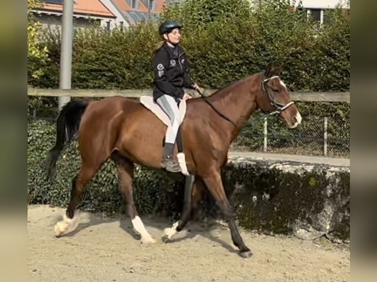 Arabian horses Gelding 10 years 16 hh Brown in Penthaz