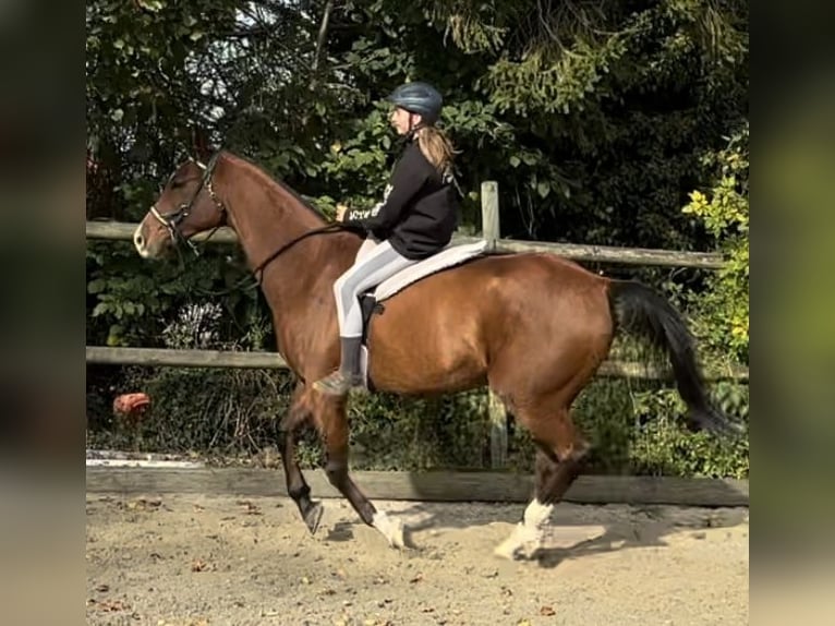 Arabian horses Gelding 10 years 16 hh Brown in Penthaz