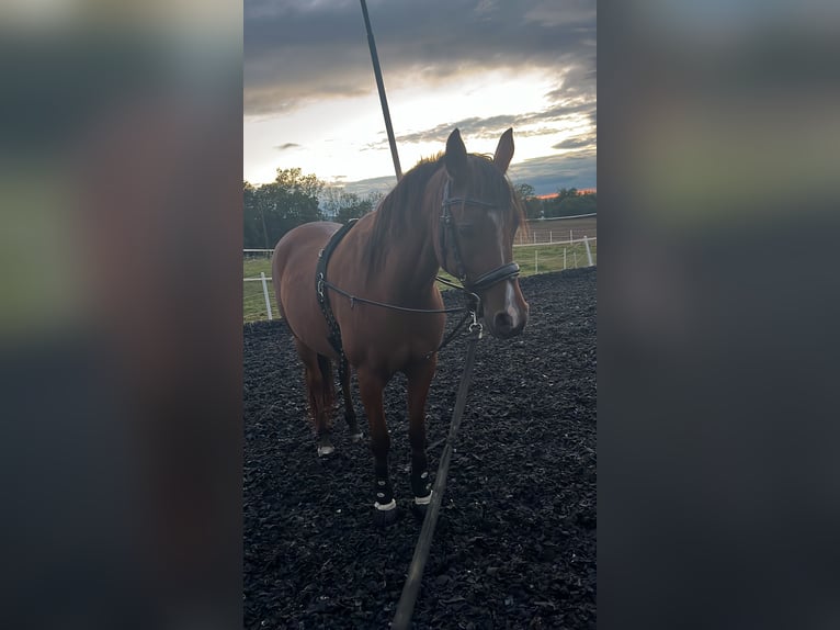 Arabian horses Gelding 10 years 16 hh Brown in Antiesen