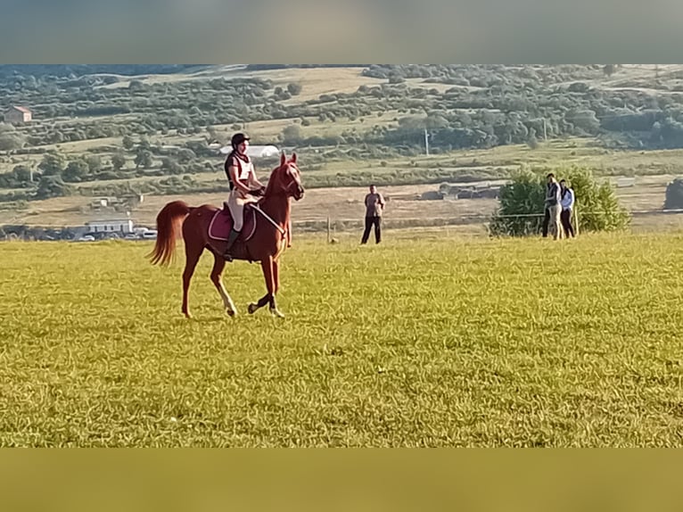 Arabian horses Gelding 11 years 14,2 hh Chestnut in Sibiu