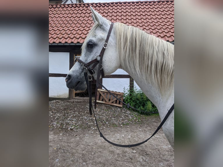 Arabian horses Gelding 11 years 14.3 hh Grey-Fleabitten in Bovenden