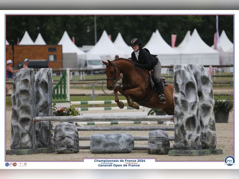 Arabian horses Gelding 11 years 14,2 hh Chestnut in COUTANCES