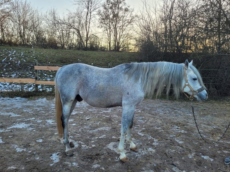 Arabian horses Gelding 11 years 14,2 hh Grey in Sugenheim