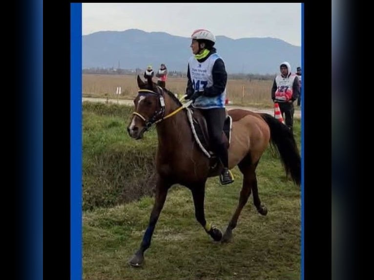 Arabian horses Gelding 11 years 14,3 hh Brown in San Pier d'isonzo