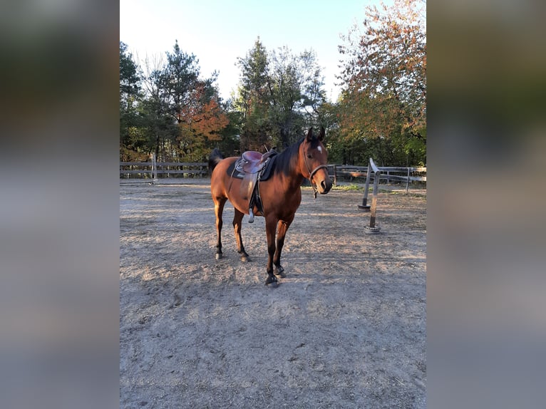 Arabian horses Gelding 11 years 15.1 hh Brown in Völs am Schlern