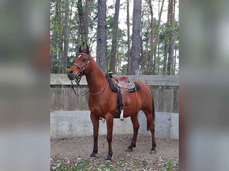 Arabian horses Gelding 11 years 15.1 hh Brown in Völs am Schlern