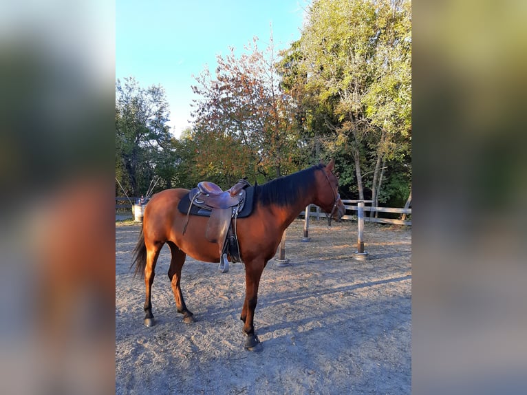 Arabian horses Gelding 11 years 15.1 hh Brown in Völs am Schlern