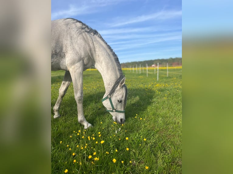 Arabian horses Gelding 11 years 15,1 hh Gray-Dark-Tan in Bad Salzuflen