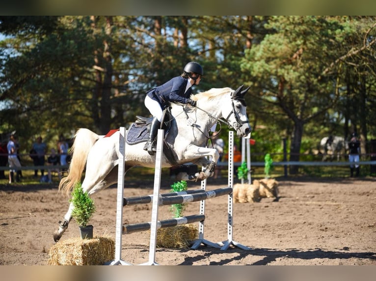 Arabian horses Gelding 11 years 15.1 hh Grey in Kończyce Małe
