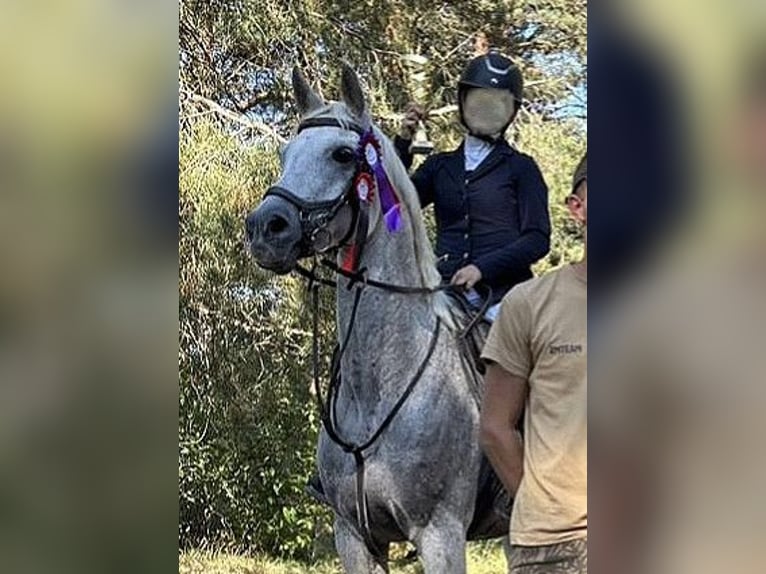 Arabian horses Gelding 11 years 15.1 hh Grey in Kończyce Małe