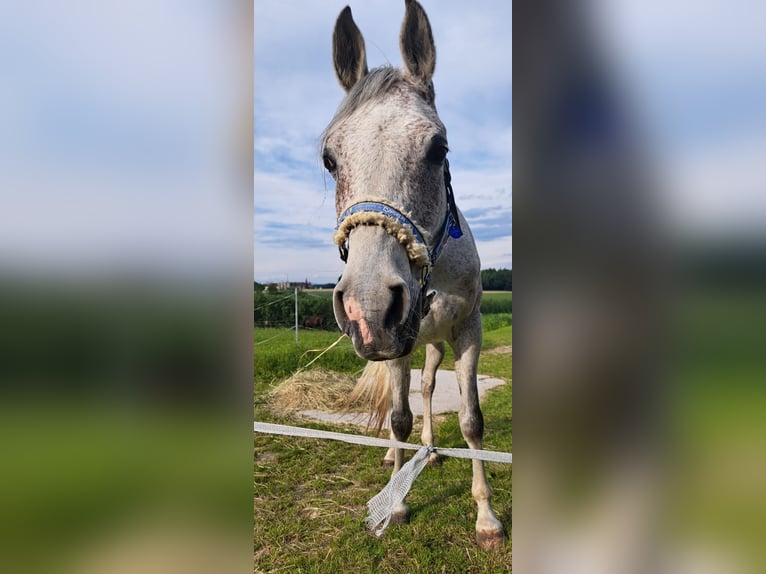 Arabian horses Gelding 11 years 15,2 hh Gray-Fleabitten in Amstetten