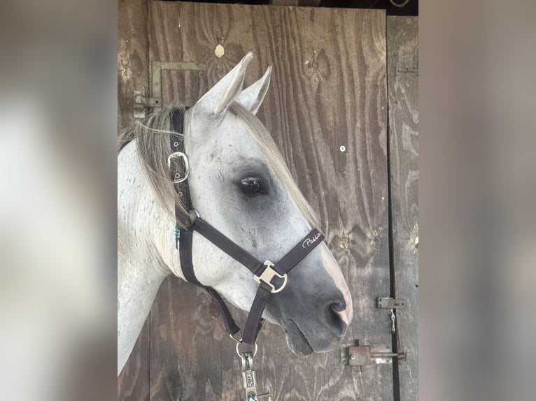 Arabian horses Gelding 11 years 15 hh in Dormagen