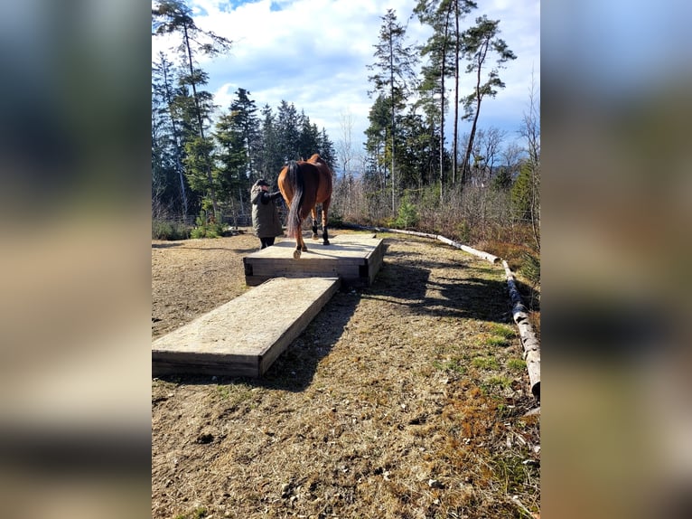 Arabian horses Gelding 11 years 16 hh Brown in Antiesen