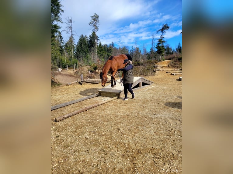 Arabian horses Gelding 11 years 16 hh Brown in Antiesen
