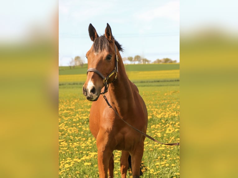 Arabian horses Mix Gelding 12 years 14,3 hh Brown in Oschatz