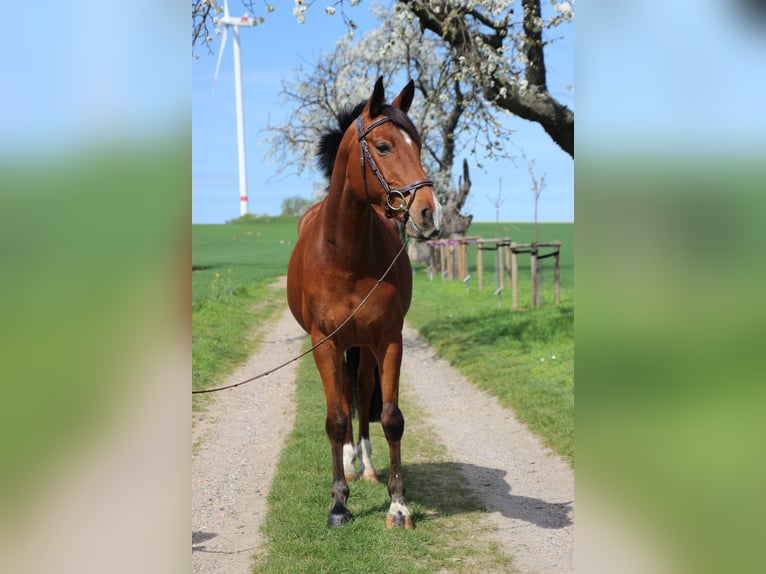 Arabian horses Mix Gelding 12 years 14,3 hh Brown in Oschatz