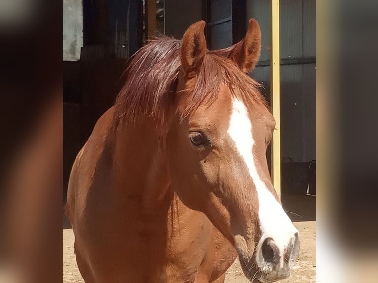 Arabian horses Gelding 12 years 14,1 hh Chestnut in Haro