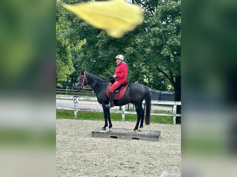 Arabian horses Gelding 12 years 15.1 hh Black in Dietmannsried