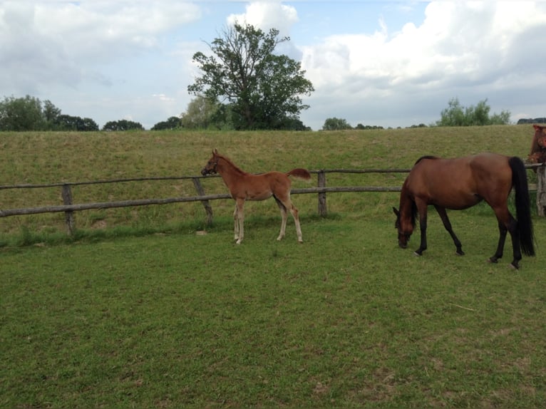 Arabian horses Gelding 12 years 15,1 hh Chestnut-Red in Bad Salzuflen