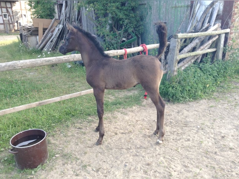 Arabian horses Gelding 12 years 15,1 hh Gray-Dark-Tan in Bad Salzuflen