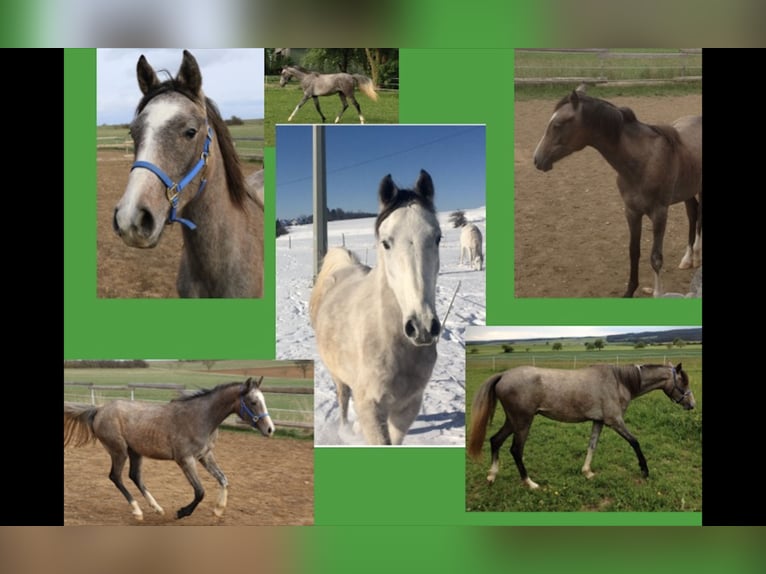 Arabian horses Gelding 12 years 15,1 hh Gray in Dunningen