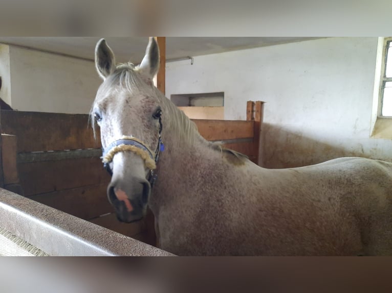 Arabian horses Gelding 12 years 15,2 hh Gray-Fleabitten in Amstetten